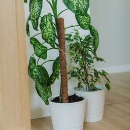 Опора для комнатных цветов, h=80 см, d=2.5 см, пластик, кокосовая оплётка, Greengo