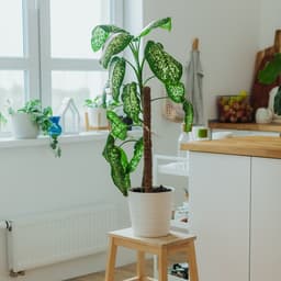 Опора для комнатных цветов, h=80 см, d=2.5 см, пластик, кокосовая оплётка, Greengo