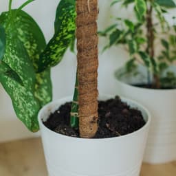 Опора для комнатных цветов, h=80 см, d=2.5 см, пластик, кокосовая оплётка, Greengo