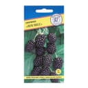 Семена Ежевика ремонтантная «Лох Несс», 10 шт., «Престиж семена»