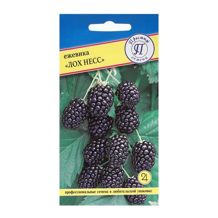 Семена Ежевика ремонтантная «Лох Несс», 10 шт., «Престиж семена»