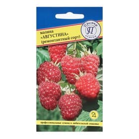 Семена Малина ремонтантная «Августина», 10 шт., «Престиж семена»