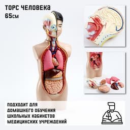 Анатомическая модель «Макет торса человека», 65 см