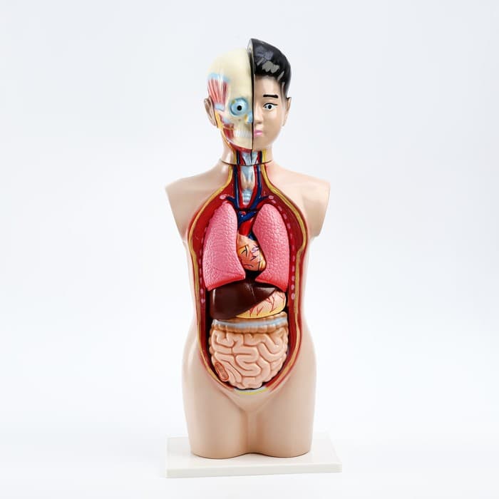 Анатомическая модель «Макет торса человека», 65 см