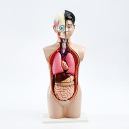 Анатомическая модель «Макет торса человека», 65 см