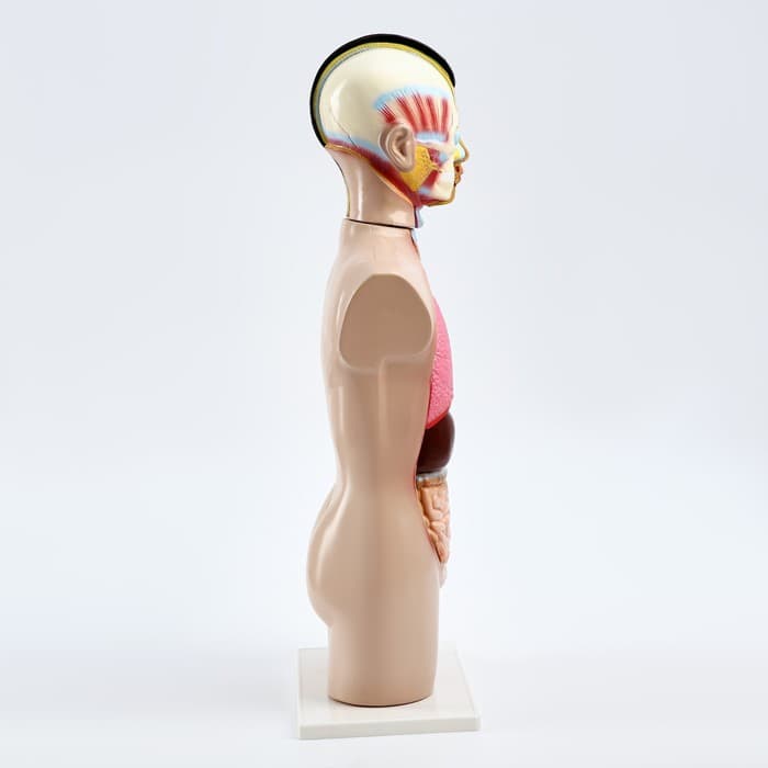 Анатомическая модель «Макет торса человека», 65 см