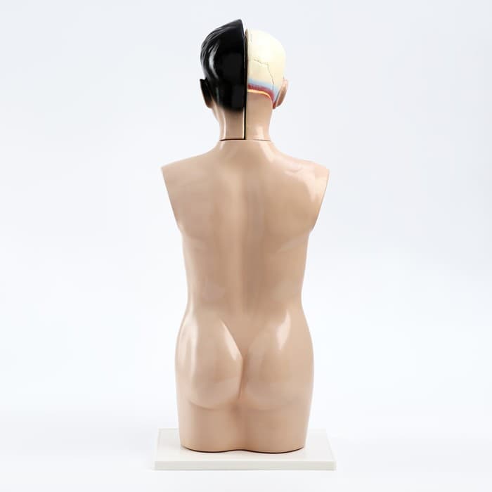 Анатомическая модель «Макет торса человека», 65 см