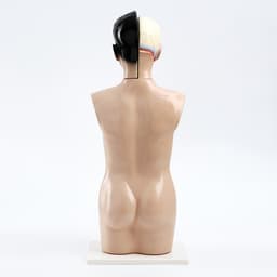 Анатомическая модель «Макет торса человека», 65 см