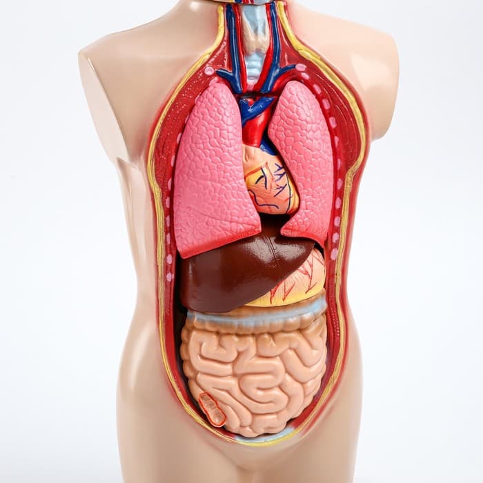 Анатомическая модель «Макет торса человека», 65 см