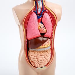 Анатомическая модель «Макет торса человека», 65 см