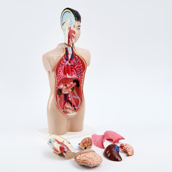 Анатомическая модель «Макет торса человека», 65 см