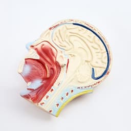 Анатомическая модель «Макет торса человека», 65 см