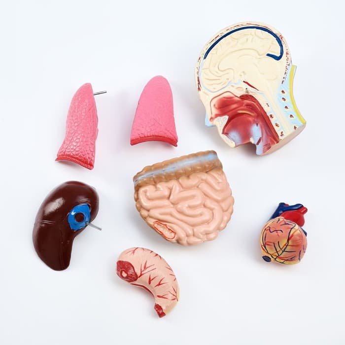 Анатомическая модель «Макет торса человека», 65 см