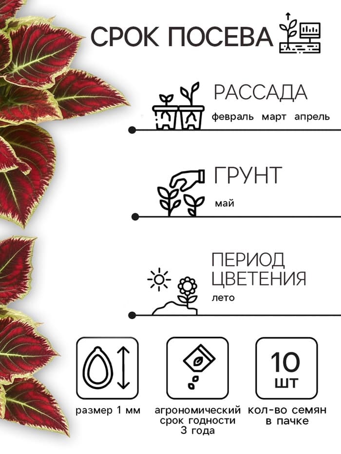 Семена Цветов Колеус "Визард", 10 шт
