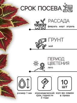 Семена Цветов Колеус "Визард", 10 шт