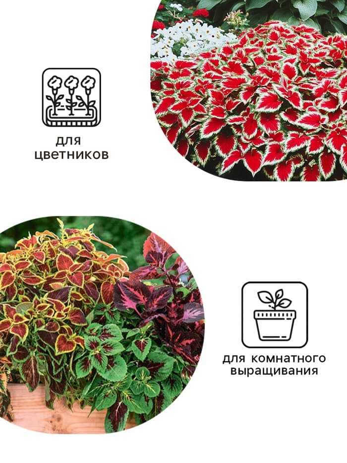 Семена Цветов Колеус "Визард", 10 шт