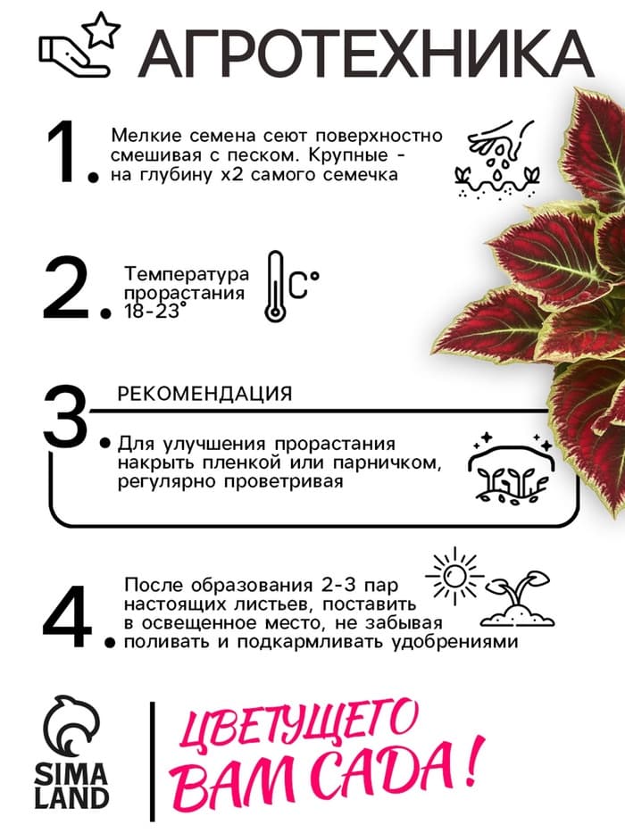 Семена Цветов Колеус "Визард", 10 шт