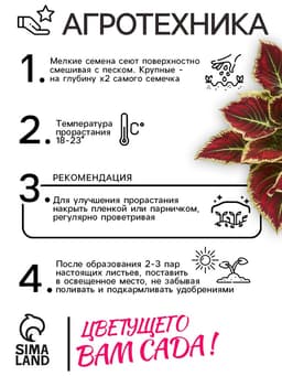 Семена Цветов Колеус "Визард", 10 шт