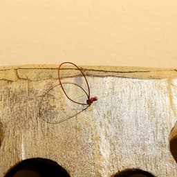 Маска «Буйвол», 35×5.5×26 см, албезия