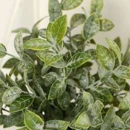 Искусственный цветок в горшке «Педилантус», 8×20 см