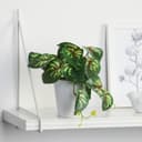 Искусственный цветок в горшке «Сингониум ред», 9×17 см