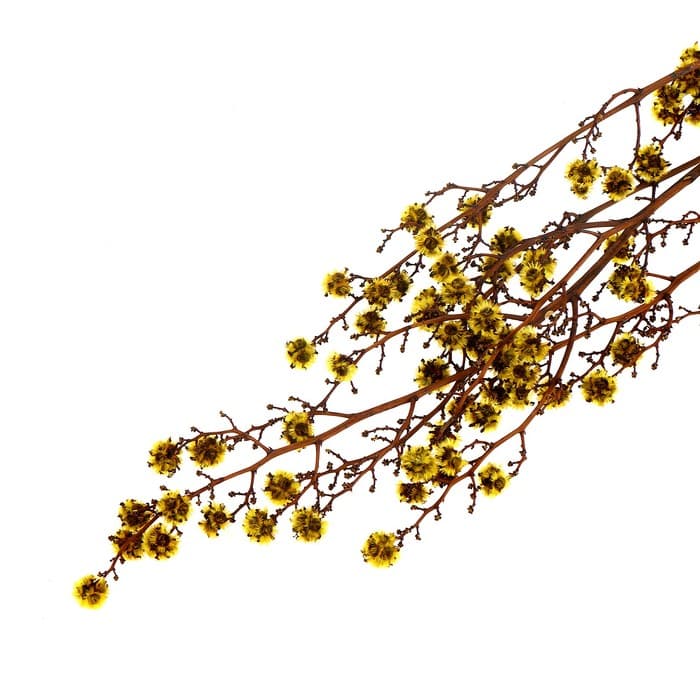 Сухие цветы «Молочай Миля», 25 г, длина — 70 см, цвет жёлтый