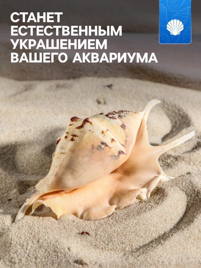 Ракушка декоративная, 7-11 см