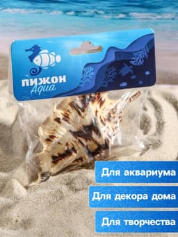 Ракушка декоративная, 7-11 см