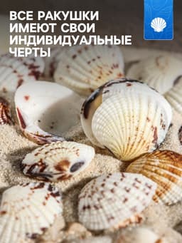 Набор ракушек, 2.5 - 4 см, 100 г