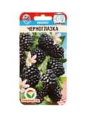 Семена Ежевика «Черноглазка», 10 шт., «Сибирский сад»