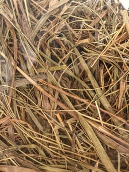 Сено луговое с клевером «Пижон» для грызунов, 20 л, 500 г