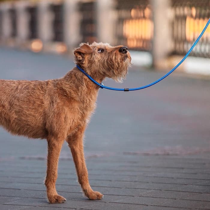 Ринговка для собак, 130×0.8 см, синяя