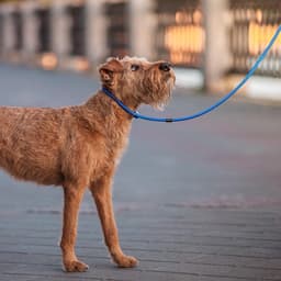 Ринговка для собак, 130×0.8 см, синяя