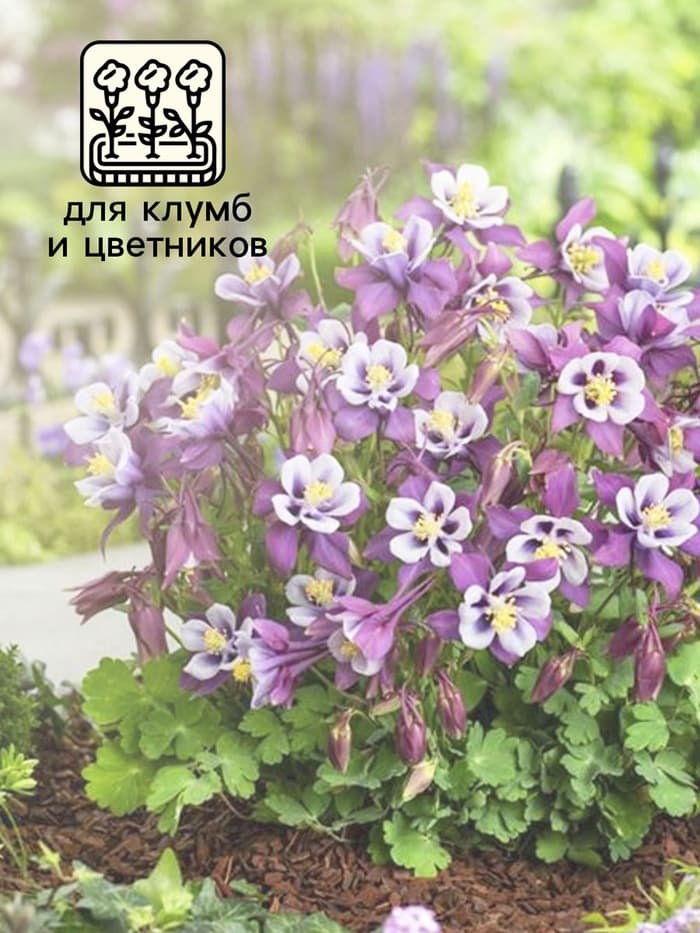 Семена аквилегия «Алтайский гигант», цветной пакет, 0.05 г