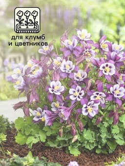 Семена аквилегия «Алтайский гигант», цветной пакет, 0.05 г