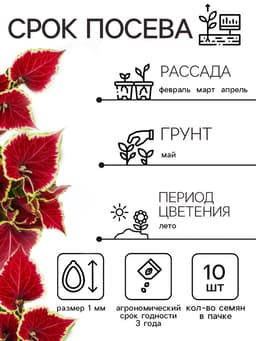 Семена Цветов Колеус «Визард Скарлет», 10 шт., «Агроуспех»