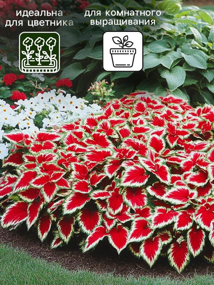 Семена Цветов Колеус «Визард Скарлет», 10 шт., «Агроуспех»
