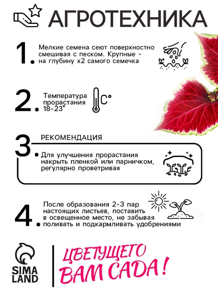 Семена Цветов Колеус «Визард Скарлет», 10 шт., «Агроуспех»