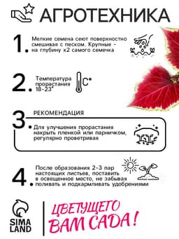 Семена Цветов Колеус «Визард Скарлет», 10 шт., «Агроуспех»