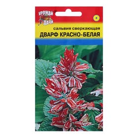 Семена цветов Сальвия сверкающая «Дварф» красно-белая, 0.03 г