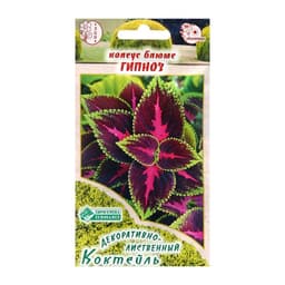 Семена цветов Колеус блюме «Гипноз», 3 шт., «Евросемена»