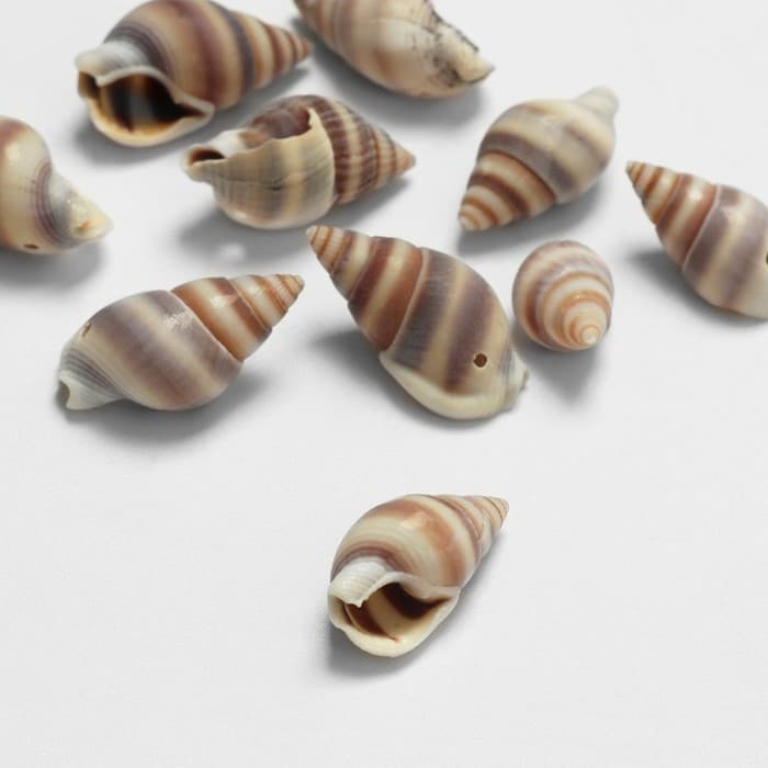 Бусины для творчества «Ракушка», 2×1 см, завиток, набор 10 шт., коричневые
