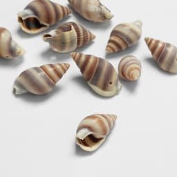 Бусины для творчества «Ракушка», 2×1 см, завиток, набор 10 шт., коричневые