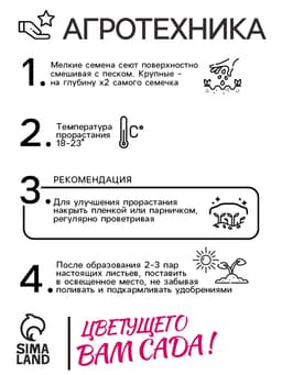 Семена цветов душистый горошек «Шоколадный крем», 0.5 г