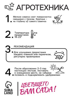 Семена цветов Колокольчик "Первое свидание", Евро, 0,1 г