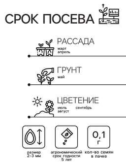 Семена котовник «Сонник», 0.1 г