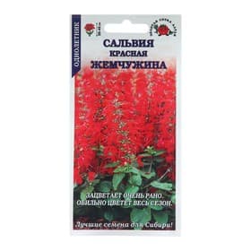 Семена цветов Сальвия «Красная Жемчужина», 0.1 г