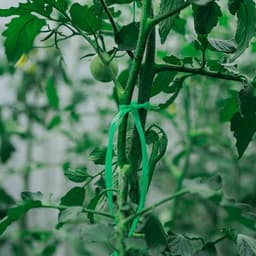 Шпагат для подвязки растений, 300 м, 1000 текс, полипропилен, зелёный, Greengo