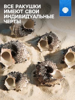 Набор ракушек с перламутром, 3 - 6 см, 100 г