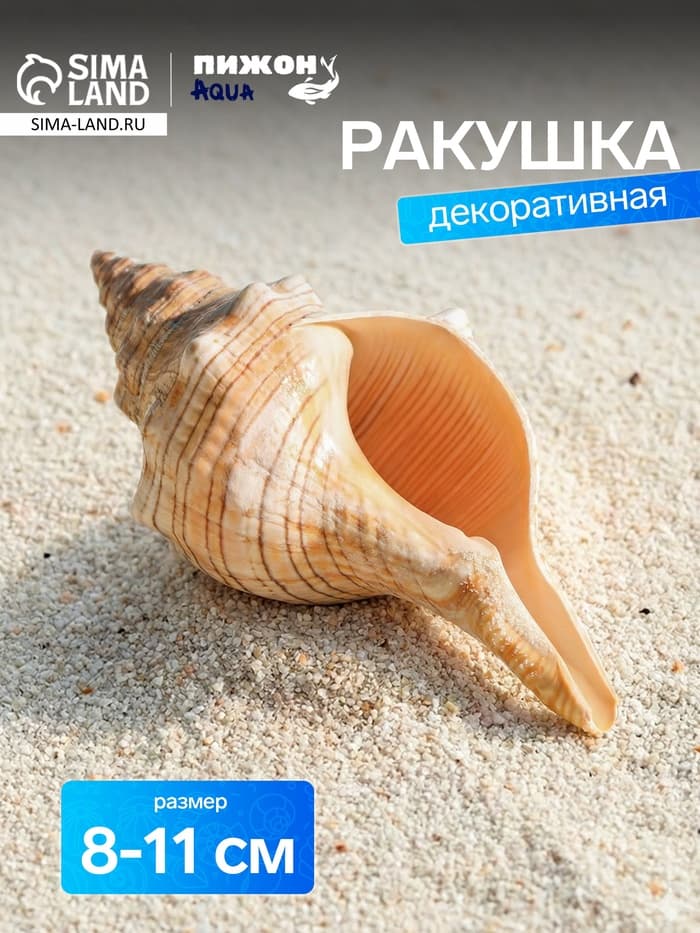 Ракушка декоративная, 8-11 см